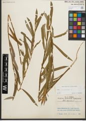 Foto von Salix purpurea L.
